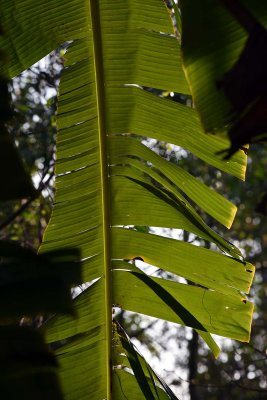 Banana leaf in Bn Tre - 2646