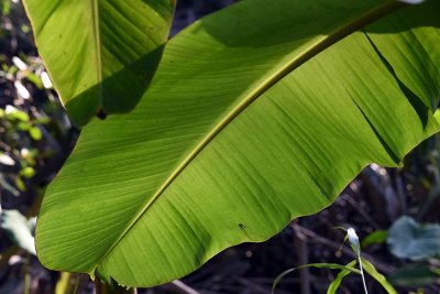 Banana leaf in Bên Tre - 2651
