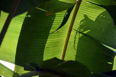 Banana leaf in Bn Tre - 2656