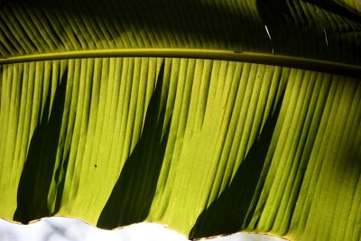 Banana leaf in Bn Tre - 2660