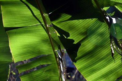 Banana leaf in Bn Tre - 2664