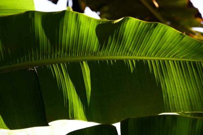 Banana leaf in Bn Tre - 2670