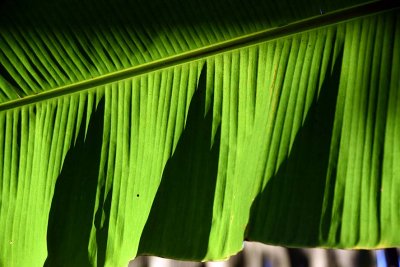 Banana leaf in Bn Tre - 2678