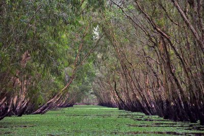 Gallery: Vietnam - Mekong Delta - rung trm Tr Su - Tr Su Cajuput Forest