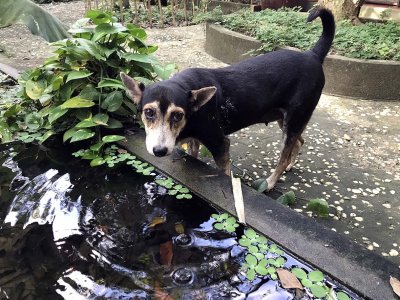 Jardin du Mékong homestay in Cho Lach, Bên Tre - 3779