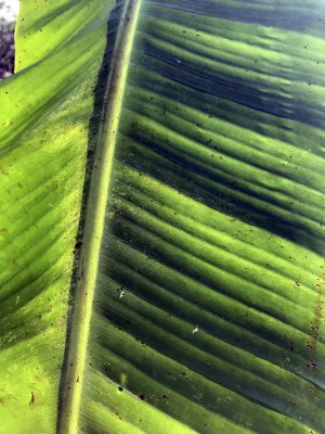 Banana leaf in Bn Tre - 3876