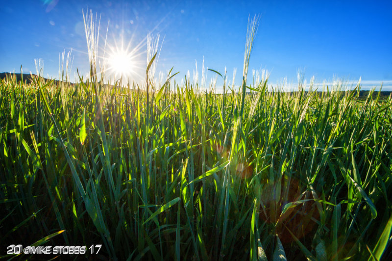 Valley Crop Sunrise