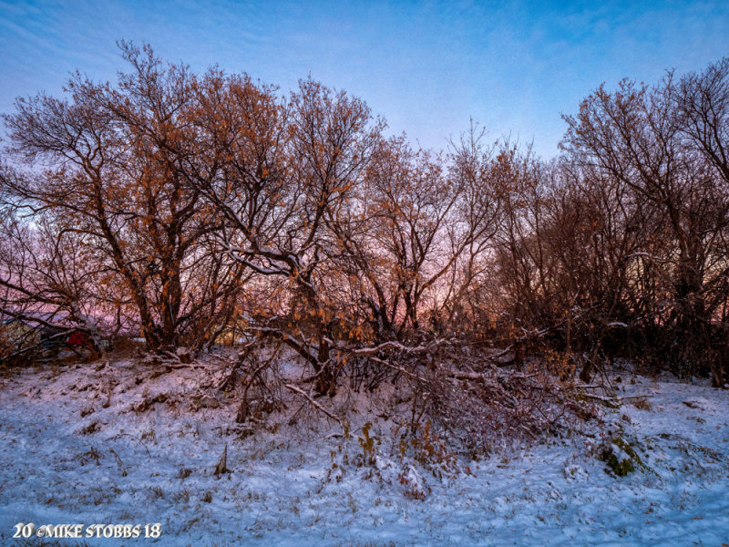 Snow In The Trees