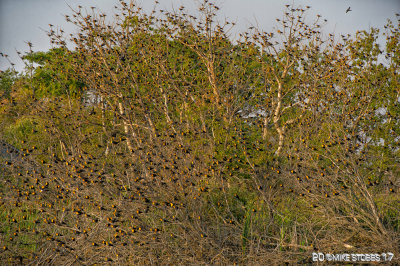A Merl of Yellow-headed Blackbirds