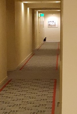 newer hallway cat