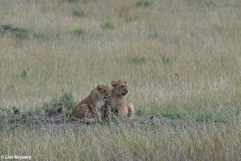 DSC_1179 African Lion cub