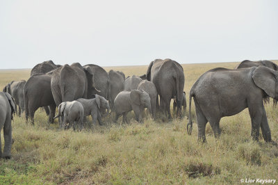 DSC_0318 African bush Elephant