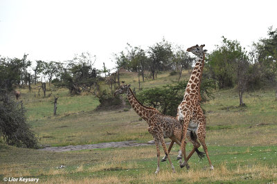 DSC_0744 Giraffe Mating