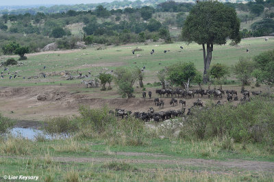 DSC_0872 Widebeest river (Mara) crossing