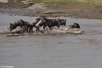 DSC_0900 Widebeest river (Mara) crossing