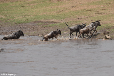 DSC_0933 Widebeest river (Mara) crossing