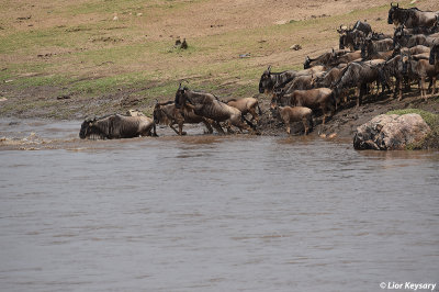 DSC_0958 Widebeest river (Mara) crossing
