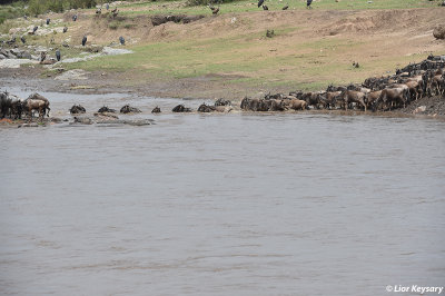 DSC_1002 Widebeest river (Mara) crossing