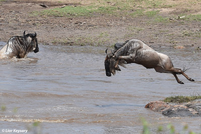 DSC_1031 Widebeest river (Mara) crossing