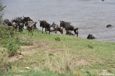 DSC_1044 Widebeest river (Mara) crossing