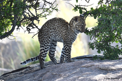 DSC_1323 African Tiger cub