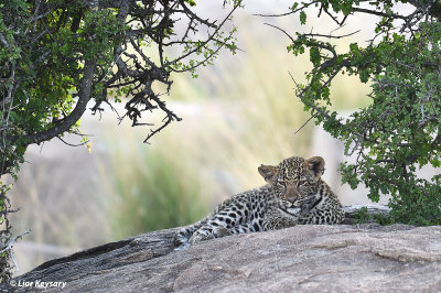 DSC_1354 African Tiger cub