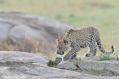 DSC_1378 African Tiger cub