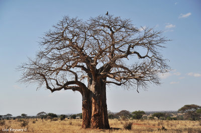 DSC_9641 Baobab tree