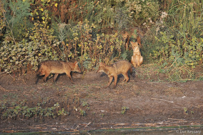 Jackal, (Canis Aureus)_1032