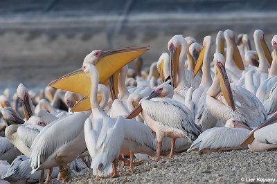 Pelicans circle fishing strategy