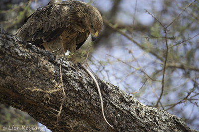 13 Brown snake - eagle