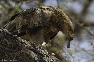 251 Brown snake - eagle
