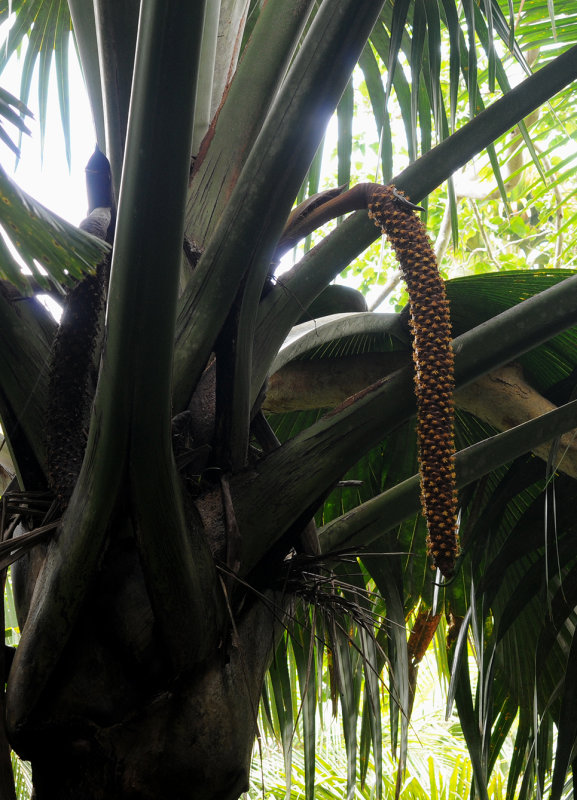 Lodoicea maldivica. Male Inflorescence.
