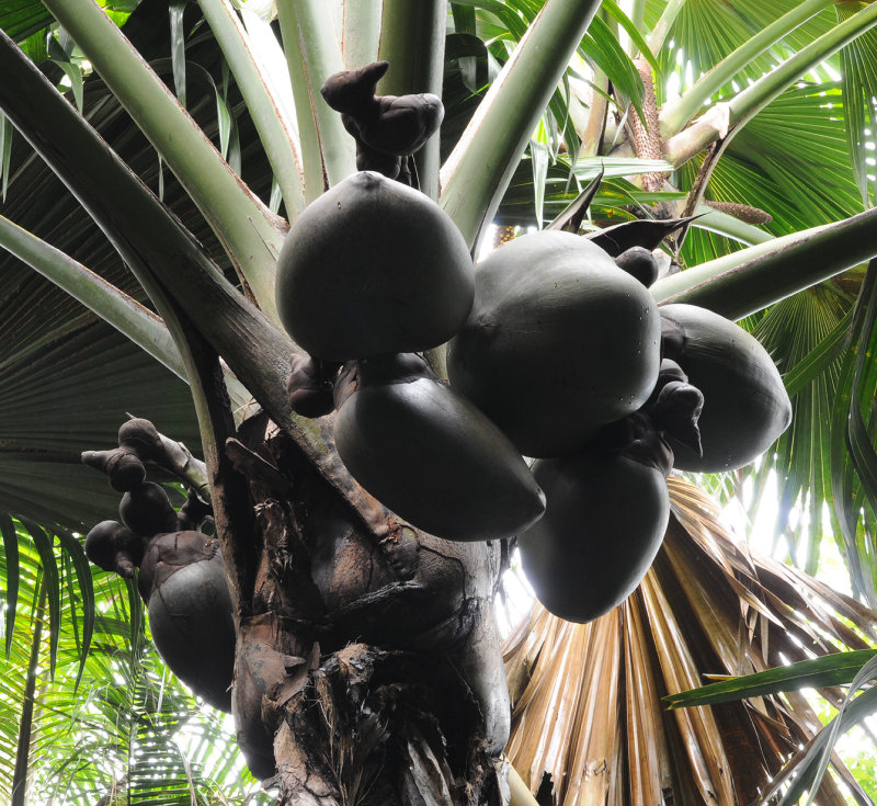 Lodoicea maldivica. Fruits.
