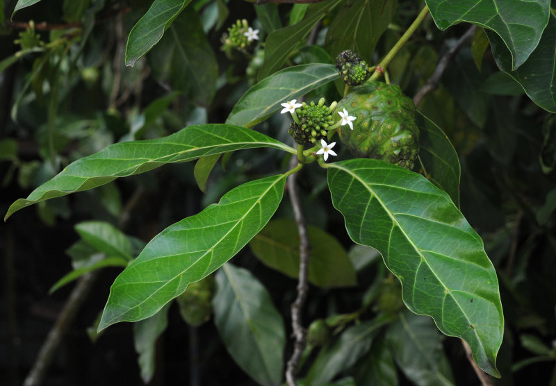 Morinda citrifolia. Closer.