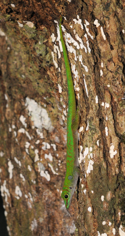 Phelsuma astriata semicarinata