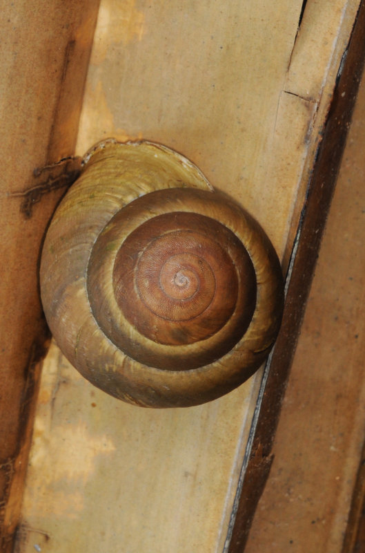 Stylodonta studeriana