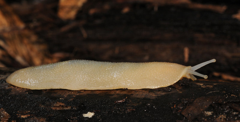 Filicaulis seychellensis