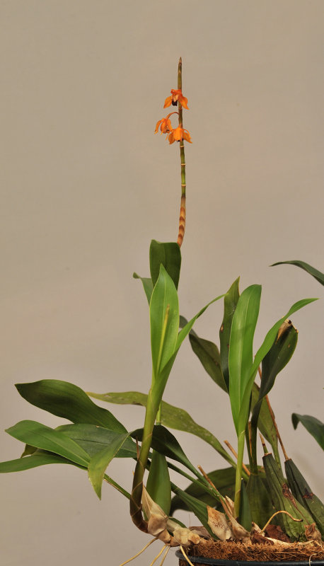 Coelogyne ecarinata