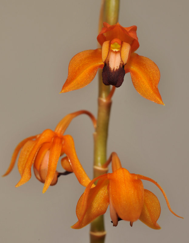 Coelogyne ecarinata. Close-up.