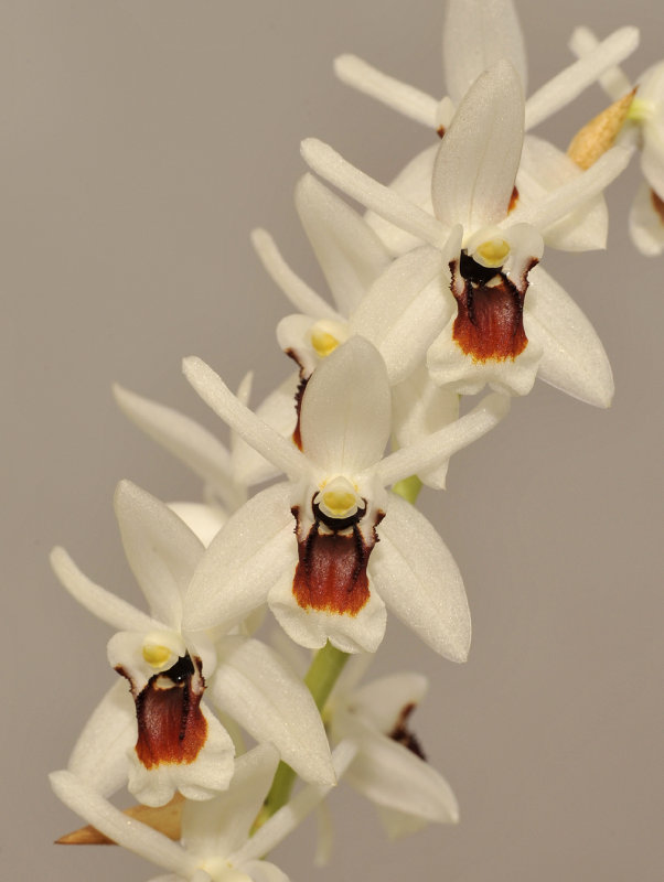 Coelogyne pulchella. Close-up.