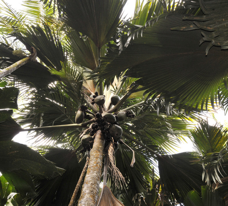 Lodoicea maldivica. Female tree with fruits.