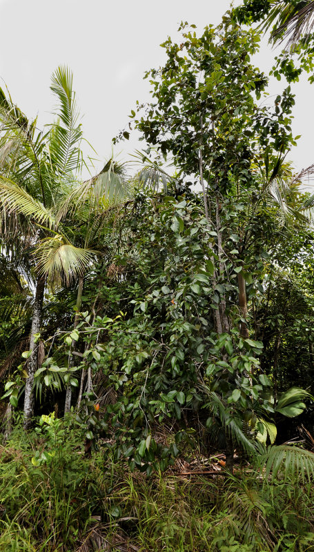 Syzygium wrightii tree on unexposed spot.