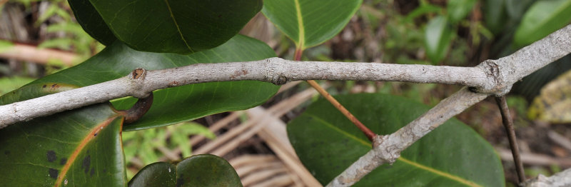 Syzygium wrightii. Bark of young twig.