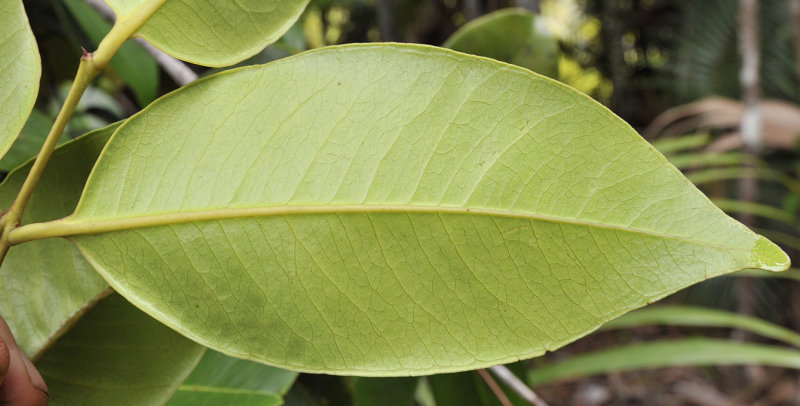 Syzygium wrightii. Leaf underside.