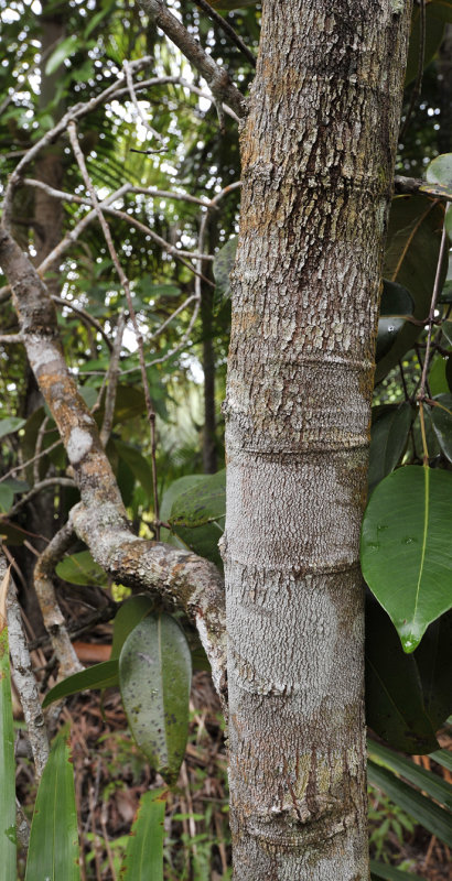 Syzygium wrightii. Bark.