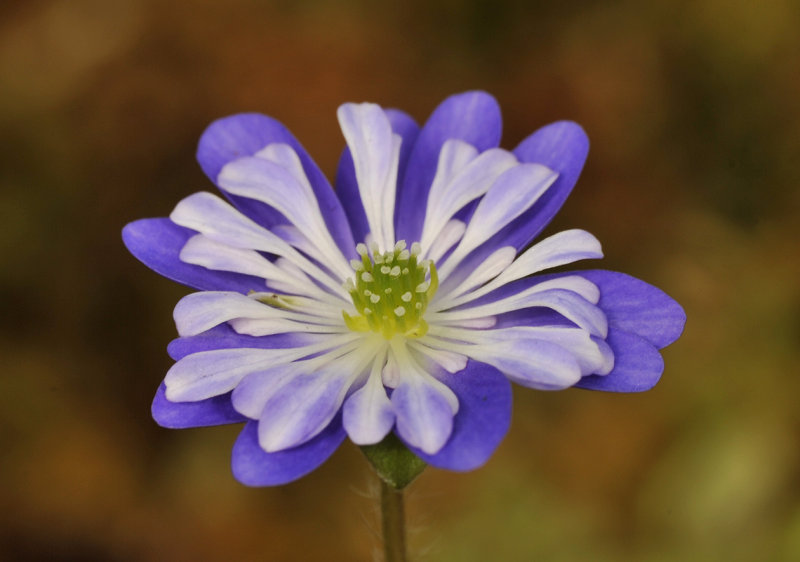 Hepatica nobilis var. japonica Tineke San