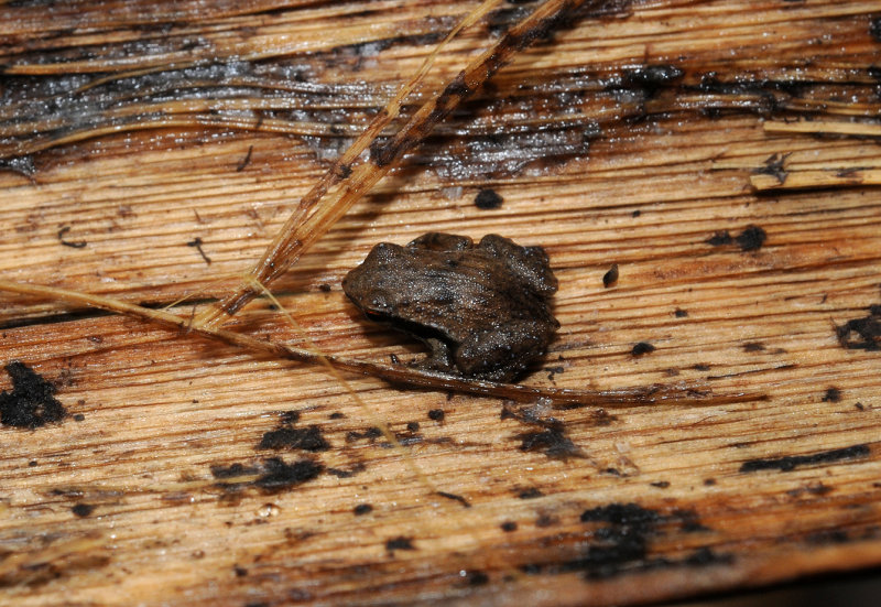 Sechellophryne gardineri 