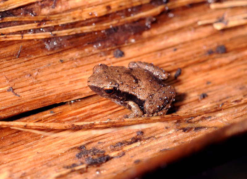 Sechellophryne gardineri 