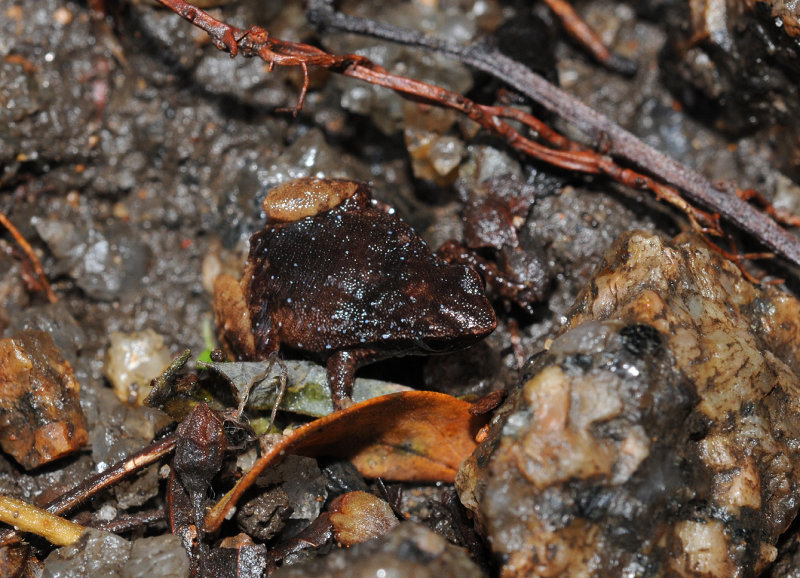 Sechellophryne gardineri 